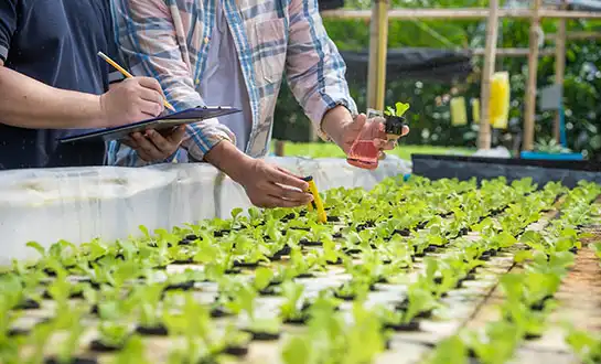 Amino Acids for Plants: Why They're Key to Stronger Crops